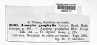 Inocybe geophylla image
